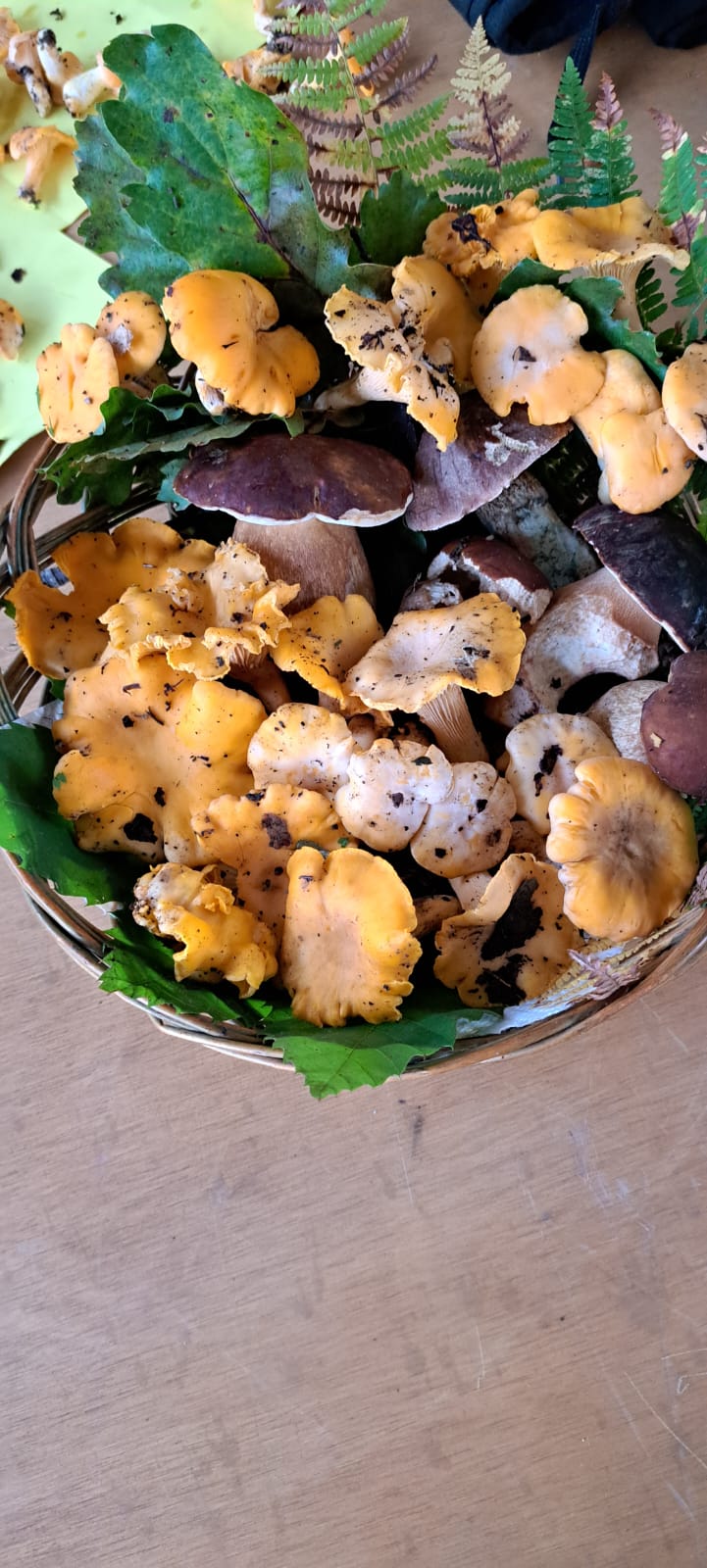 funghi 2