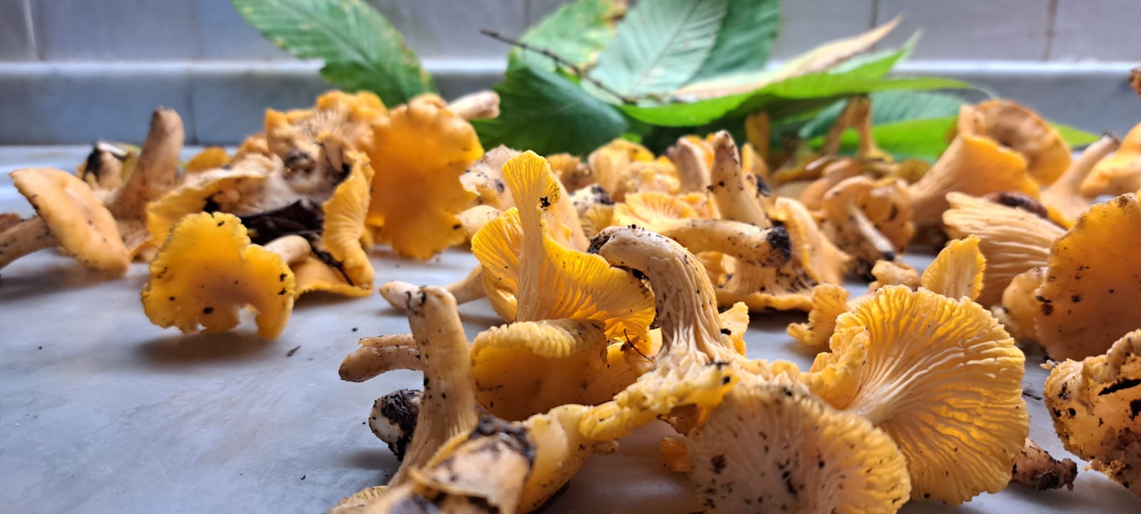 funghi